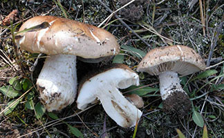 Hebeloma sinapizans .